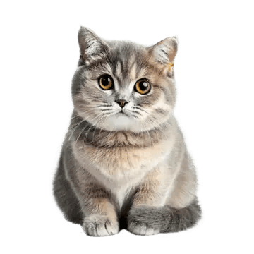Kedi